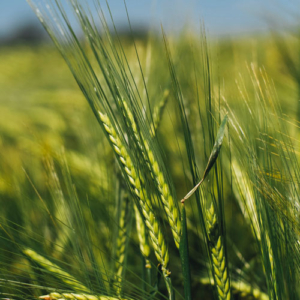prod-agriculture-500
